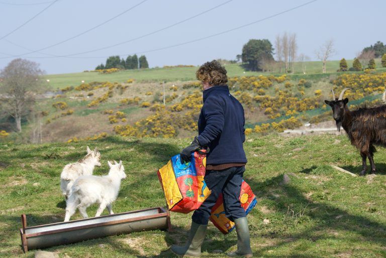 Diary of a Bilberry Goat Welfare Officer